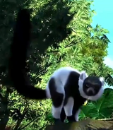 Black and White Ruffed Lemur