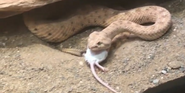 Toledo Zoo Rattlesnake