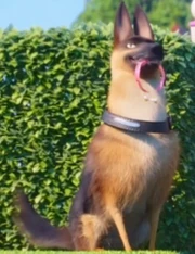 German Shepherd in The Secret Life of Kyle 2017 
