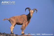 Barbary-sheep.jpg