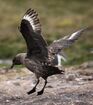 Brown Skua