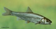 Common dace.jpg
