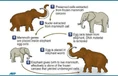 Elephant DNA.jpg (55 KB)