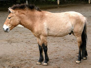 Horse, Przewalski's (V2)