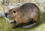 Nutria.jpg