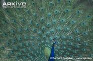 Indian Peafowl as Whiff