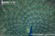 Peacock.jpg