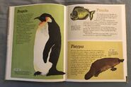 The Dictionary of Ordinary Extraordinary Animals (39)