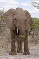 509 1young elephant.jpg (277 KB)
