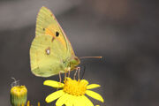 Clouded Yellow Butterfly.jpg