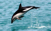 Dolphin, Dusky.jpg