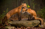 Male and Female Red Foxes