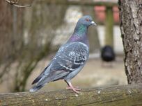 Pigeon.jpg