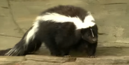 Striped Skunk as Grizzly