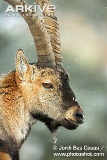 Spanish Ibex.jpg