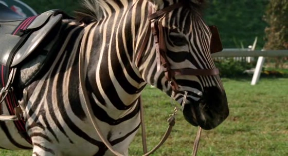 Stripes (Racing Stripes) | The Parody Wiki | Fandom