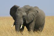 East African Bush Elephant as Snuffy