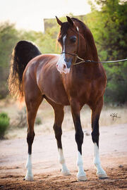 Arabianhorse.jpg