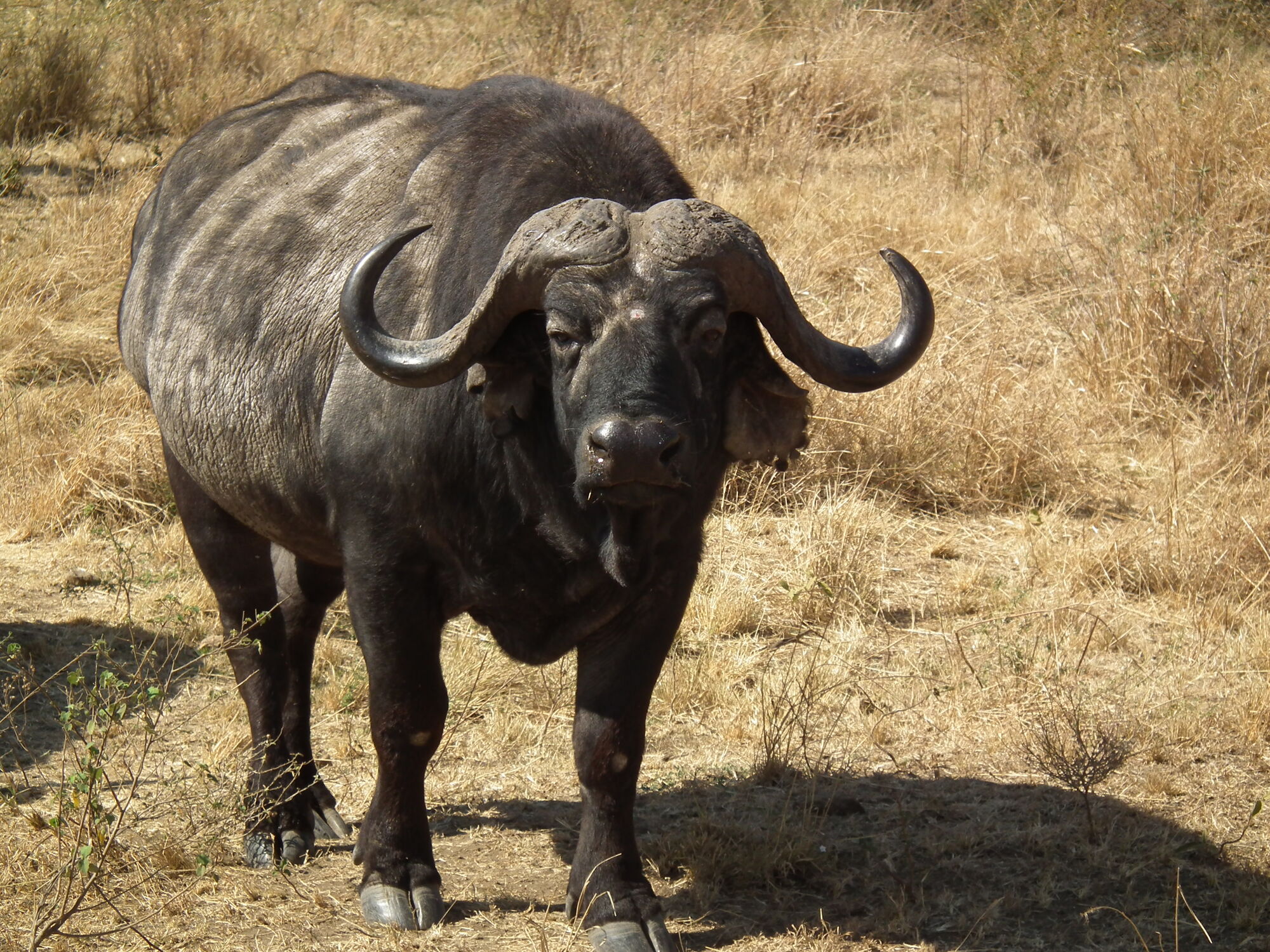 brud skæbnesvangre Årvågenhed African Cape Buffalo | The Parody Wiki | Fandom