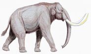 Columbian Elephant