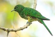 Cuckoo, African emerald.jpg