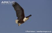 Eagle, African Fish.jpg