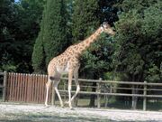 Giraffa camelopardalis antiquorum (Vincennes Zoo) 2