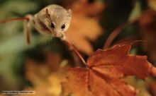 Hazel dormouse 1.jpg