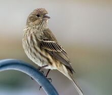 House finch 41.jpg