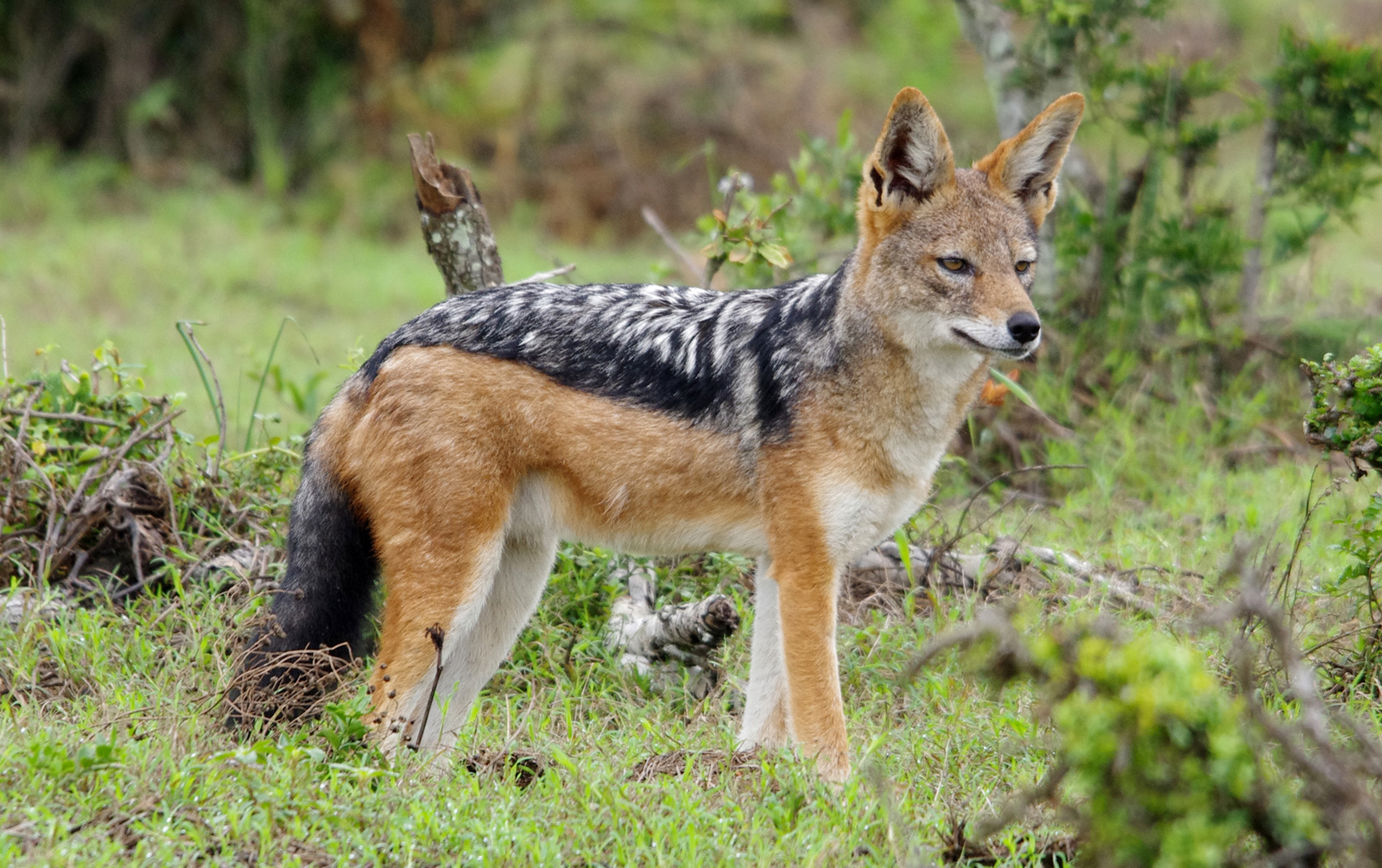 black-backed jackal