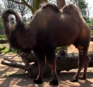 London Zoo Bactrian Camel