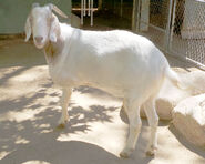 Nubian Goat