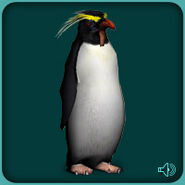 Southern Rockhopper Penguin