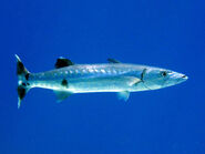 Sphyraenidae - Sphyraena barracuda (Great barracuda)