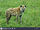Eastern Spotted Hyena
