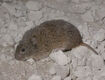 Prairie Vole