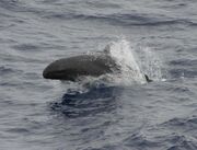 Whale, False Killer.jpg