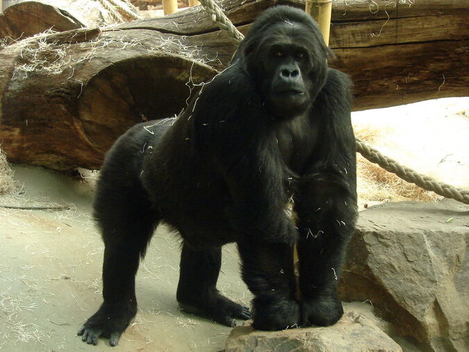 Antwerpen Zoo 12-08-2010 Gorilla beringei graueri F-Amahoro ISB-9922 001s.jpg