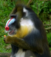 Mandrill