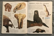 DK Encyclopedia Of Animals (76).jpeg (1.82 MB)