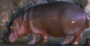 Disney's Animal Kingdom Hippo
