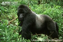 Gorilla, Eastern.jpg