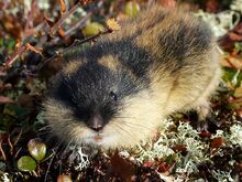 Norway Lemming.jpg