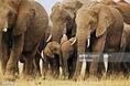Parade of African Elephants.jpg (63 KB)