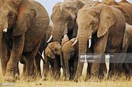 Parade of African Elephants