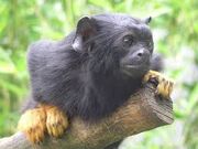 Red handed tamarin