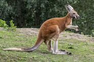 Red Kangaroo as Blossom