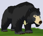 Sloth Bear