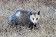 3-virginia-opossum