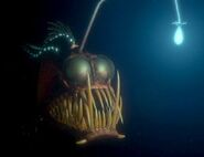 Anglerfish as Itself